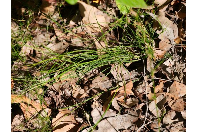Kleine amphipogon
