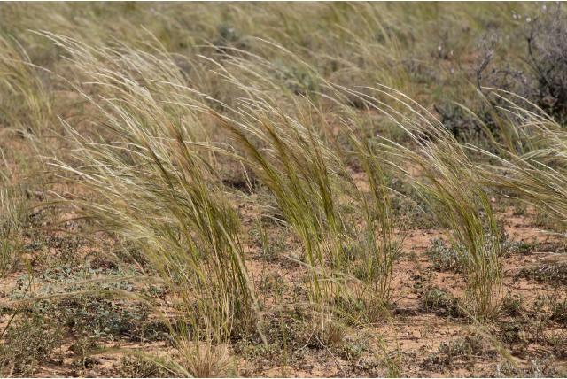 Glimmende austrostipa