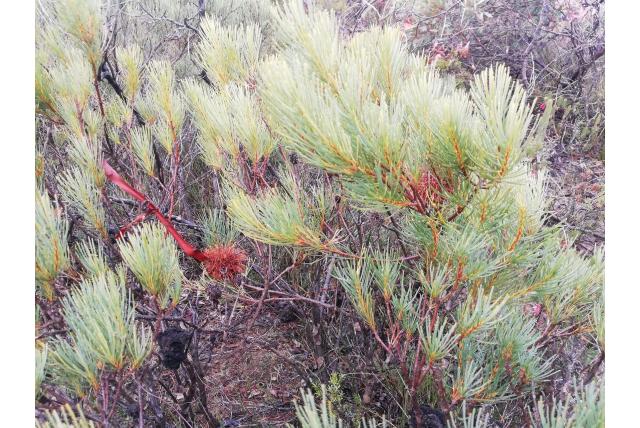 Rondvruchtige banksia
