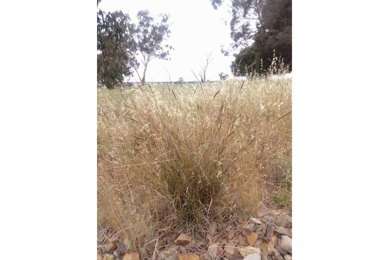 Bothriochloa macera Bothriochloa macera -4843