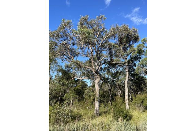 Verwaarloosde Parramatta Eucalyptus Verwaarloosde Parramatta Eucalyptus