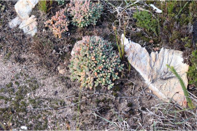 Algoa ijsbloem Algoa ijsbloem