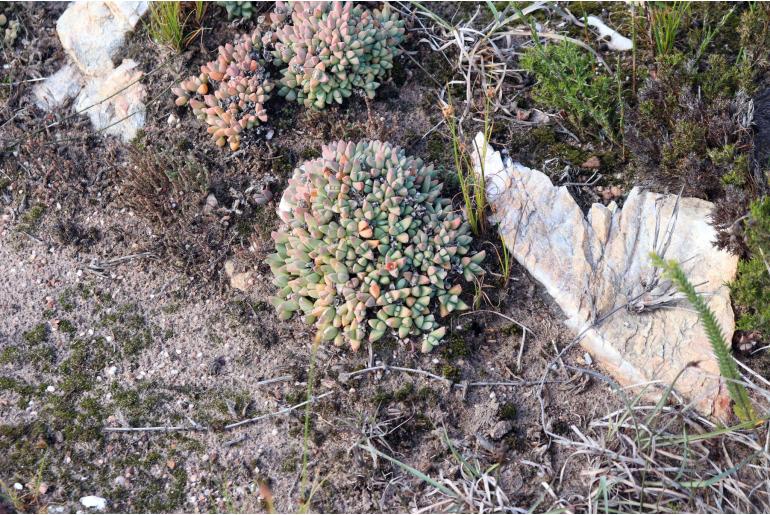 Delosperma algoense&nbsp;4863