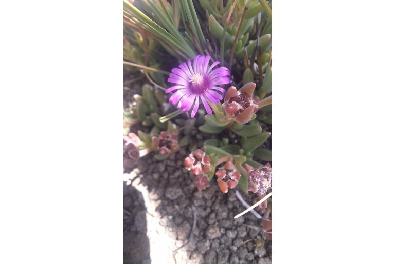 Delosperma aliwalense&nbsp;4866