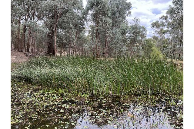 Doodlijkende waterbies Doodlijkende waterbies