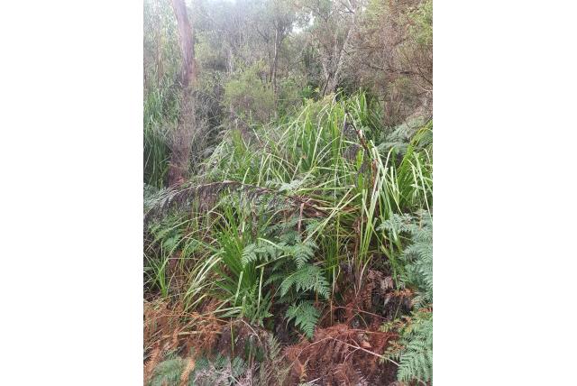 Clarke's gahnia Clarke's gahnia