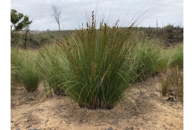 In drie verdeelde gahnia In drie verdeelde gahnia