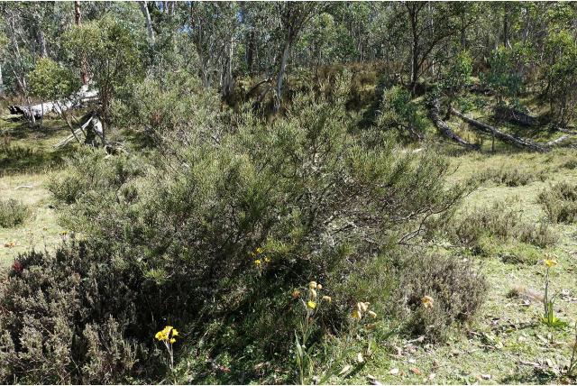Kleinfruitige hakea