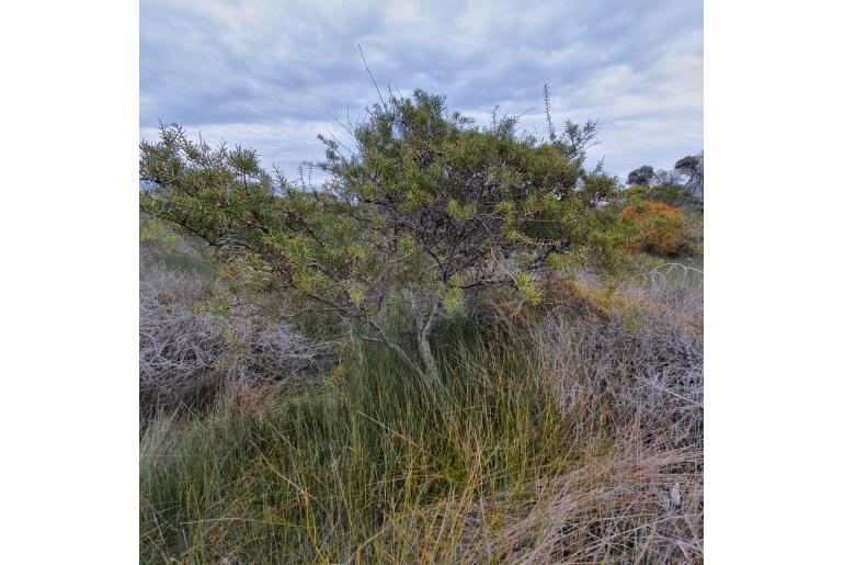 Hakea teretifolia 4874