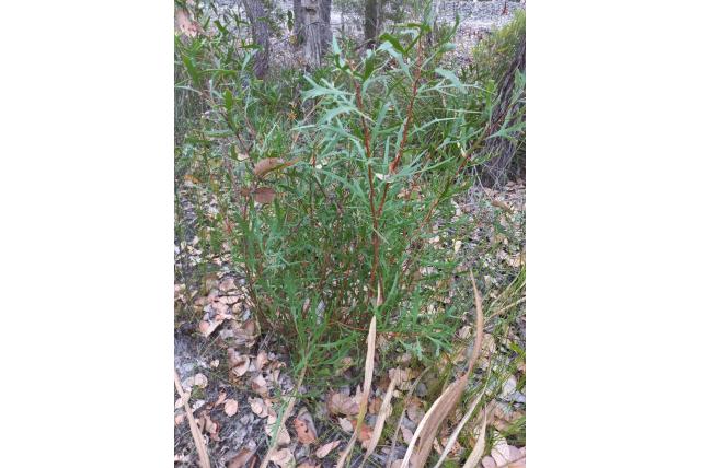 Hakea met hoornvormige bladeren Hakea met hoornvormige bladeren