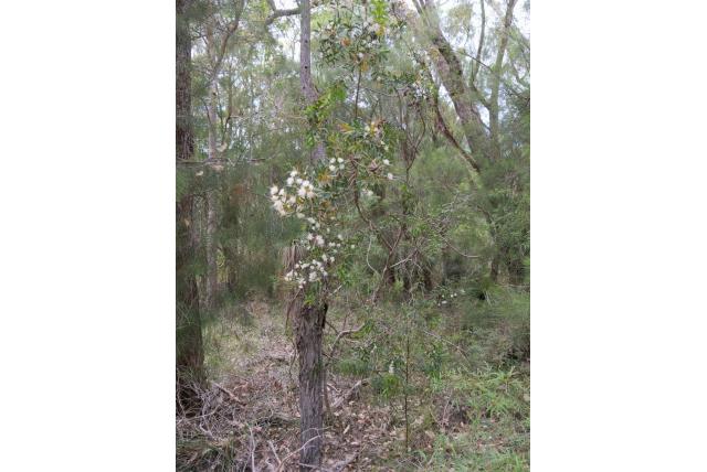 Zomersneeuw Hakea Zomersneeuw Hakea