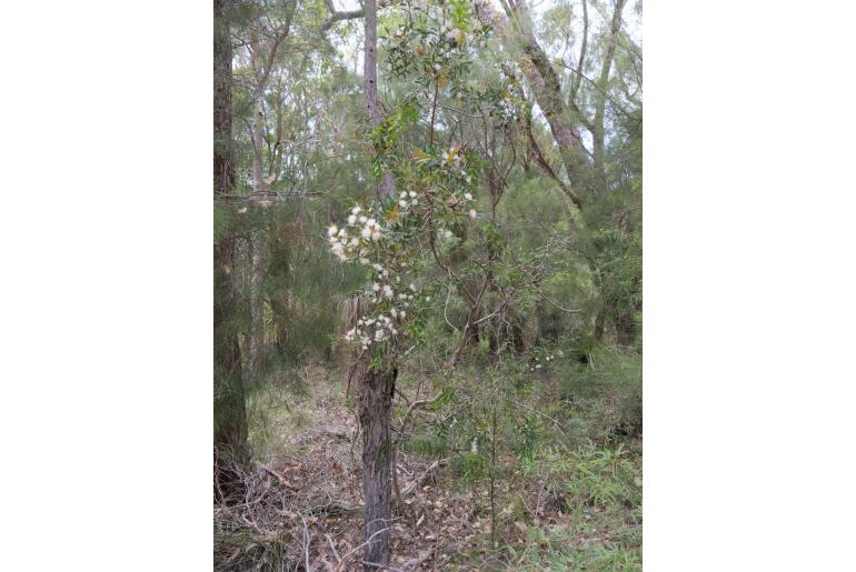 Hakea florida -4878