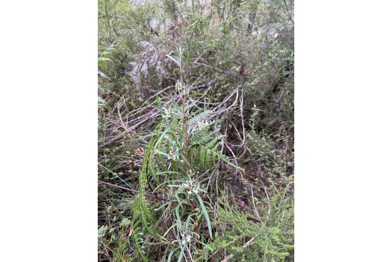 Hakea lasianthoides -4879