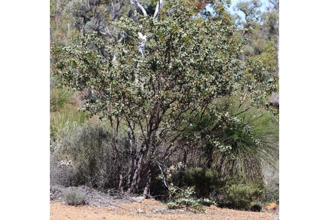 Knielen Hakea Knielen Hakea