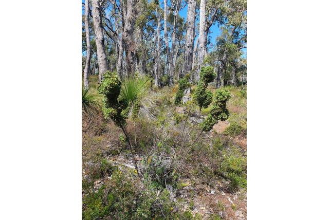 Ruscusbladige hakea