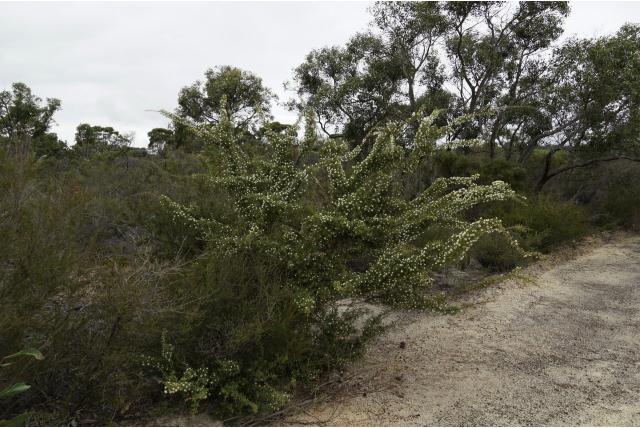 Variabel blad hakea