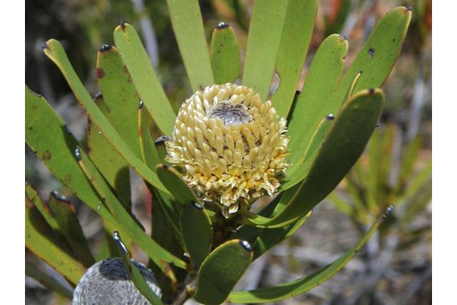 Dunne isopogon