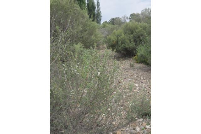 Rivier theeboom