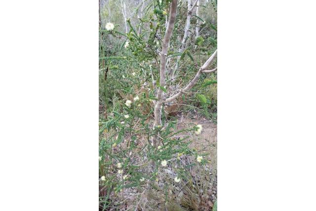 Dichte melaleuca