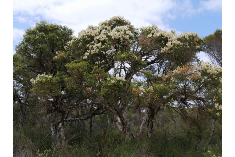 Melaleuca preissiana -4908