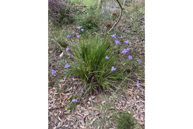 Patersonia glabrata&nbsp;4923