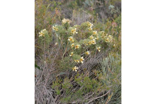 Gestreepte petrophile