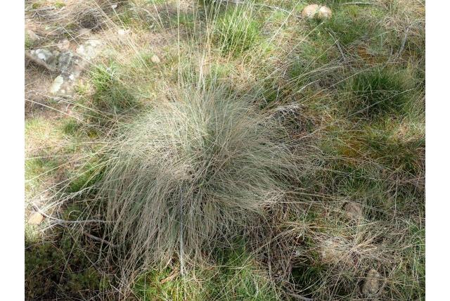 Rodway's beemdgras