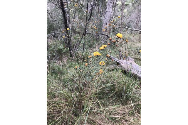 Afgeronde en getande punt pultenaea