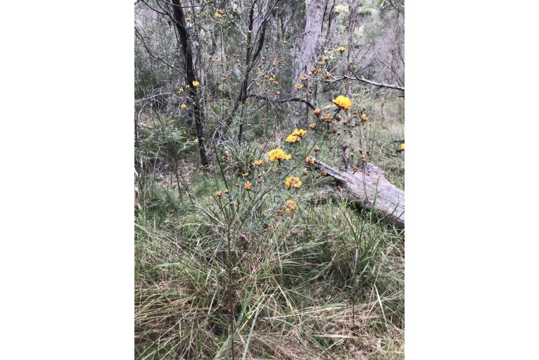Pultenaea retusa 4948