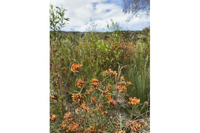Geschilferde pultenaea