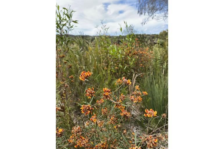 Pultenaea paleacea 4952