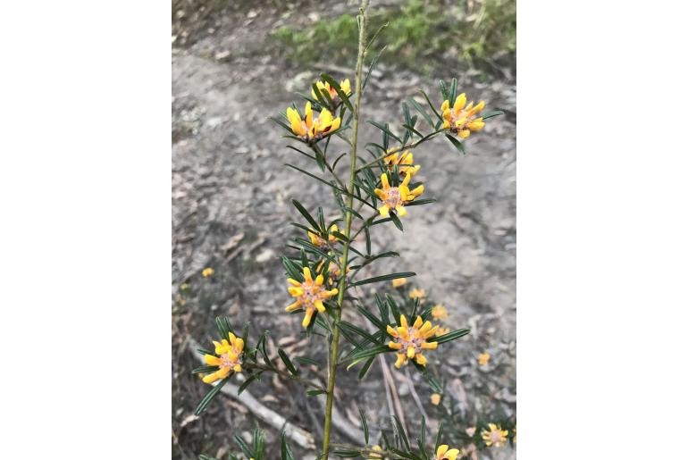 Pultenaea polifolia 4953