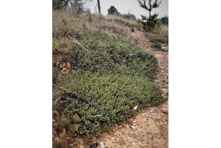 Pultenaea subspicata 4954