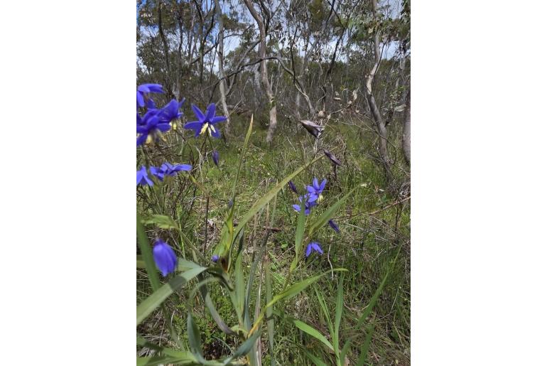 Stypandra glauca&nbsp;4984