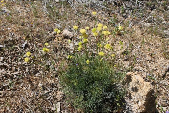 Enkelvoudige stirlingia