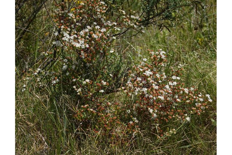 Ruschia tenella -5020
