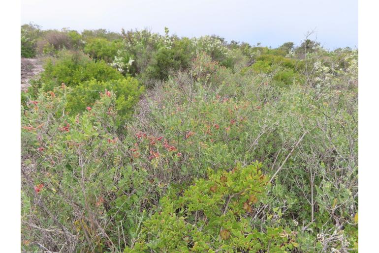 Salvia lanceolata 5025
