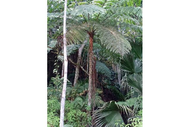 Delgádo's cyathea