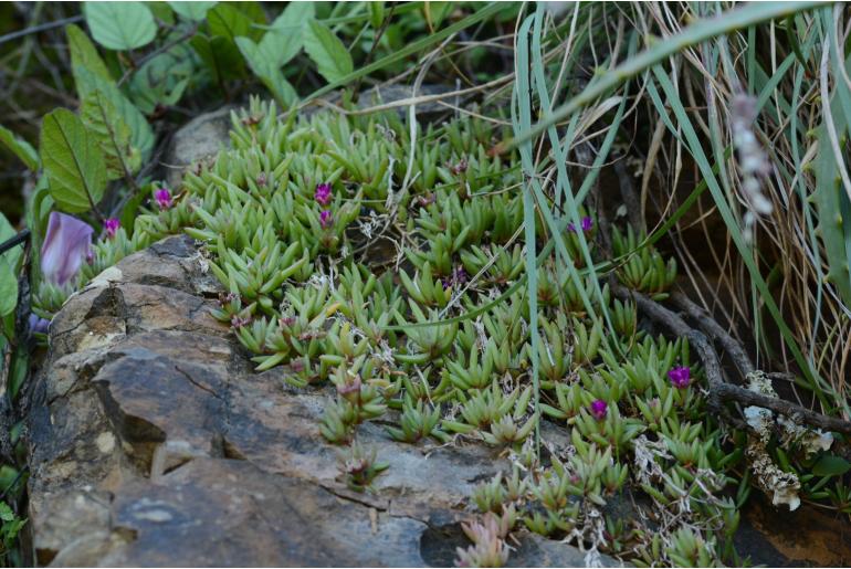 Delosperma alticola&nbsp;5031