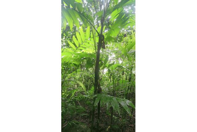 Pacaya-palm