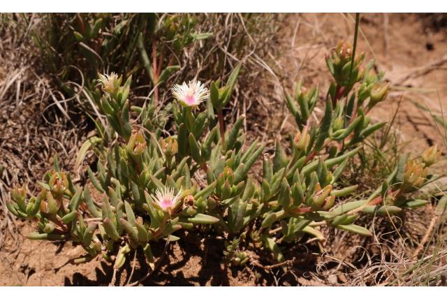 Korte bloemblaadjes ijsbloem