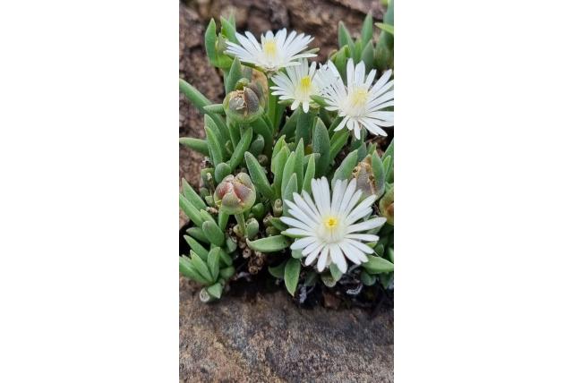 Korte bloemblaadjes ijsbloem