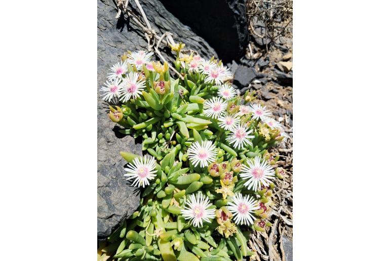Delosperma caespitosum&nbsp;5037