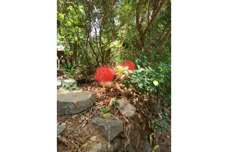 Scadoxus multiflorus&nbsp;5039