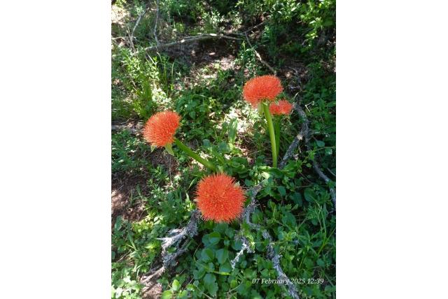 Paarsachtige poederkwast Paarsachtige poederkwast