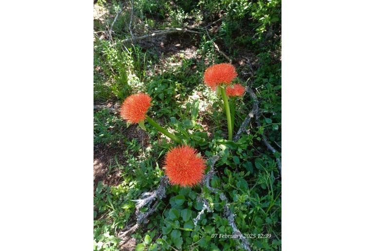Scadoxus puniceus 5040