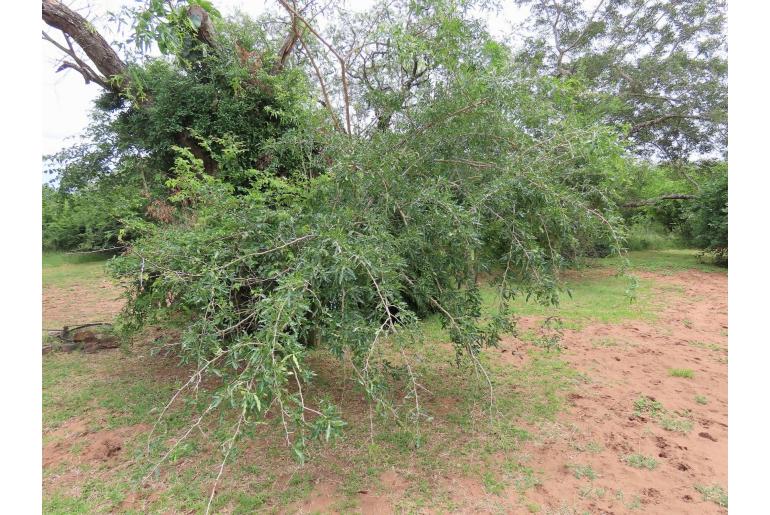 Searsia gueinzii -5056
