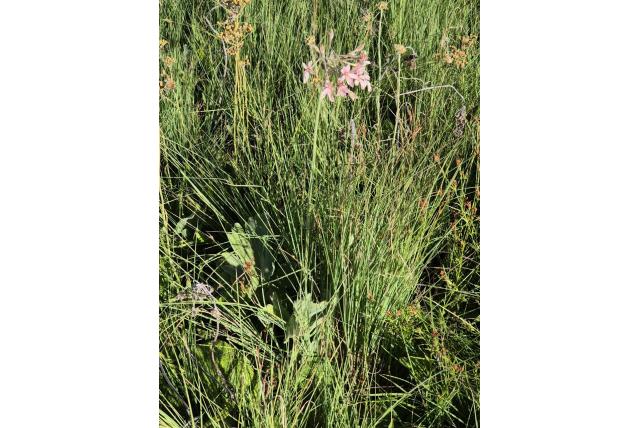 Vuilgele geranium