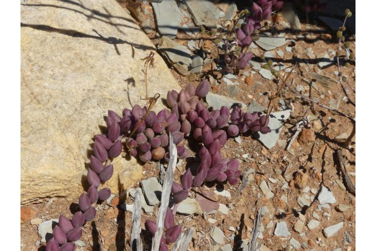 Curio radicans 5083