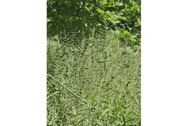 Ragebol elymus